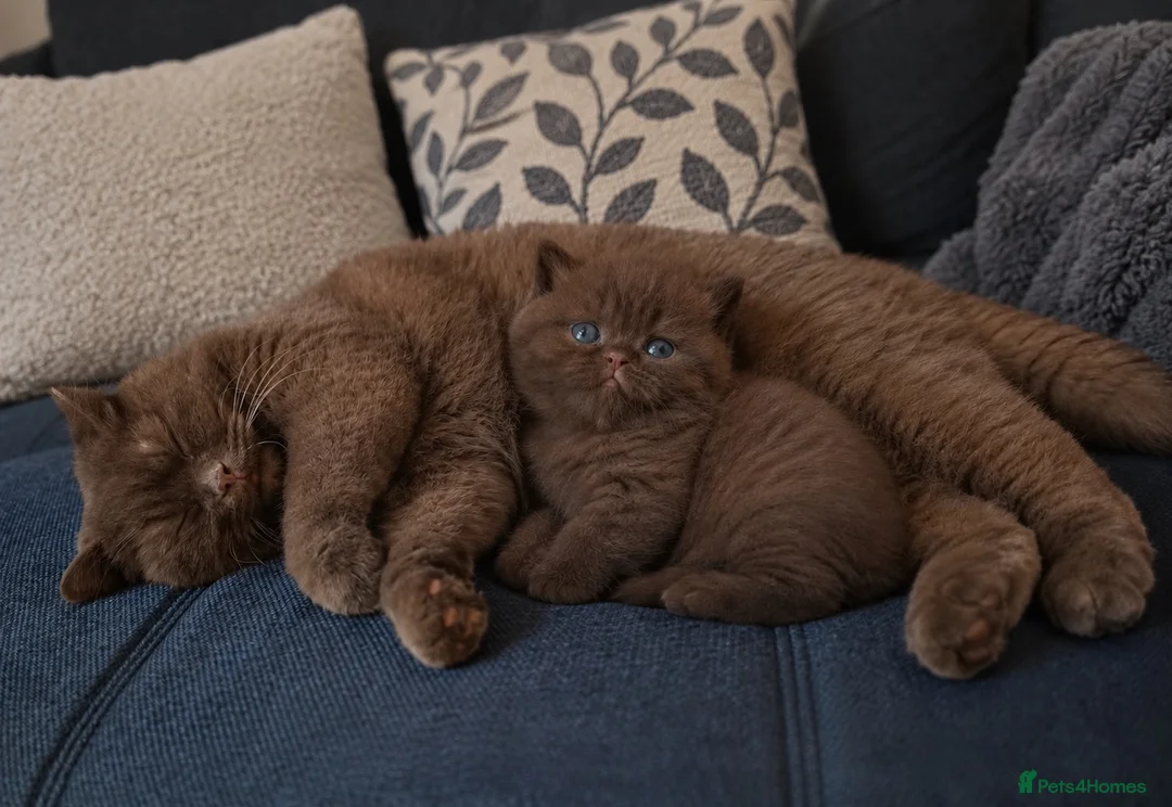 British Shorthair cats for sale: Adorable cinnamon British shorthair kittens - Advert 8