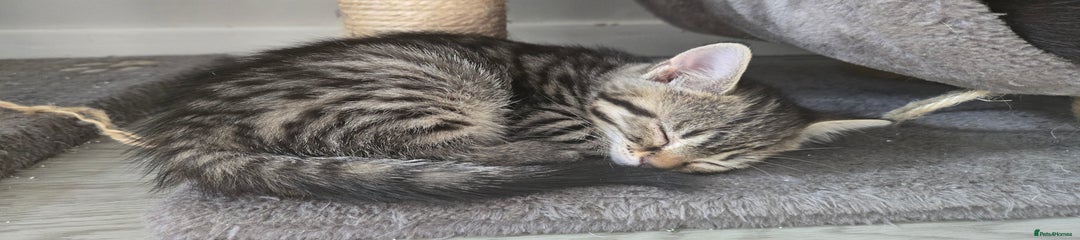 tabby girl 