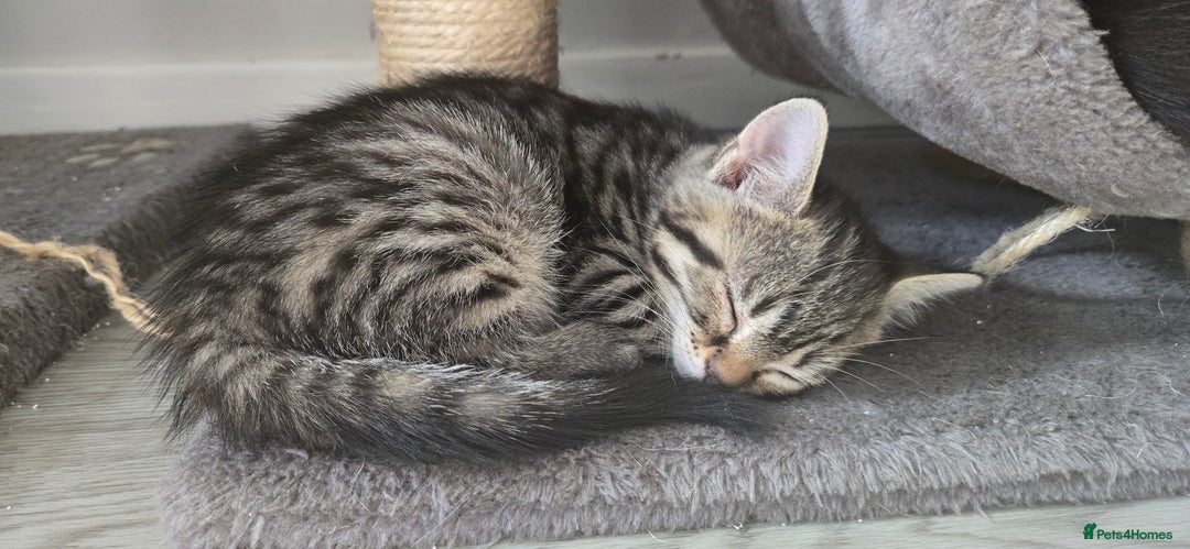 Mixed Breed cats for sale: 7 beautiful babies, 2 black/white are polydactyl  - Image 18