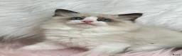 Ragdoll cats for sale: Cute chunky purring ragdoll girls - Advert 7
