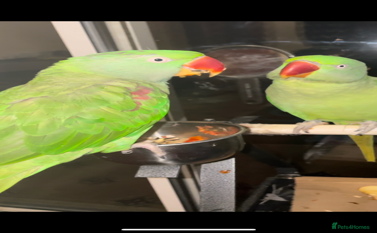 Parrots birds - Advert 2