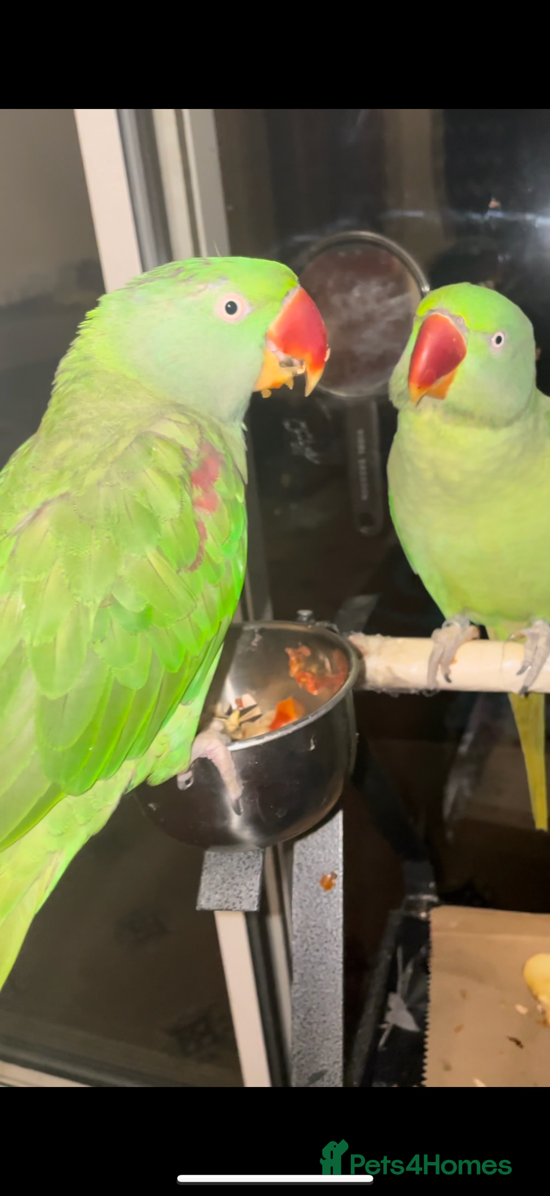 Parrots birds for sale: 2 Alexanderine parrots - Image 1