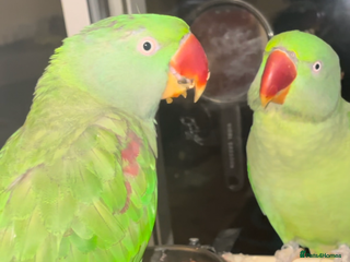 Parrots birds - Advert 13