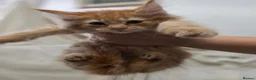 Maine Coon cats for sale: 🐾 Beautiful Maine Coon Kittens 🐾 - Advert 10