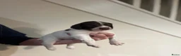 English Springer Spaniel dogs for sale: Well bred springer pups  - Advert 4