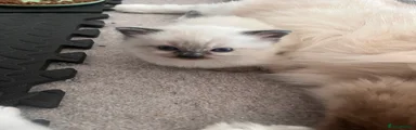 Ragdoll 1