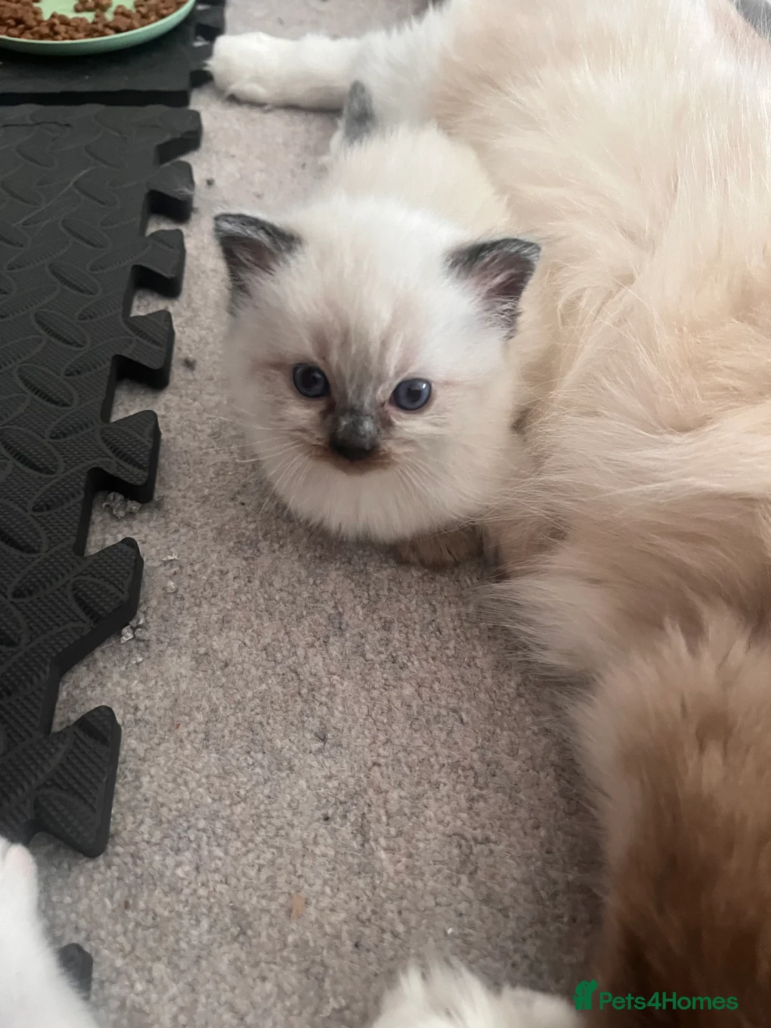Ragdoll cats for sale: Ragdoll kitten mitted 2 girls 1 boy - Advert 2