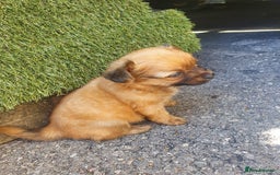 Chihuahua dogs for sale: Looking for a forever home - Image 3