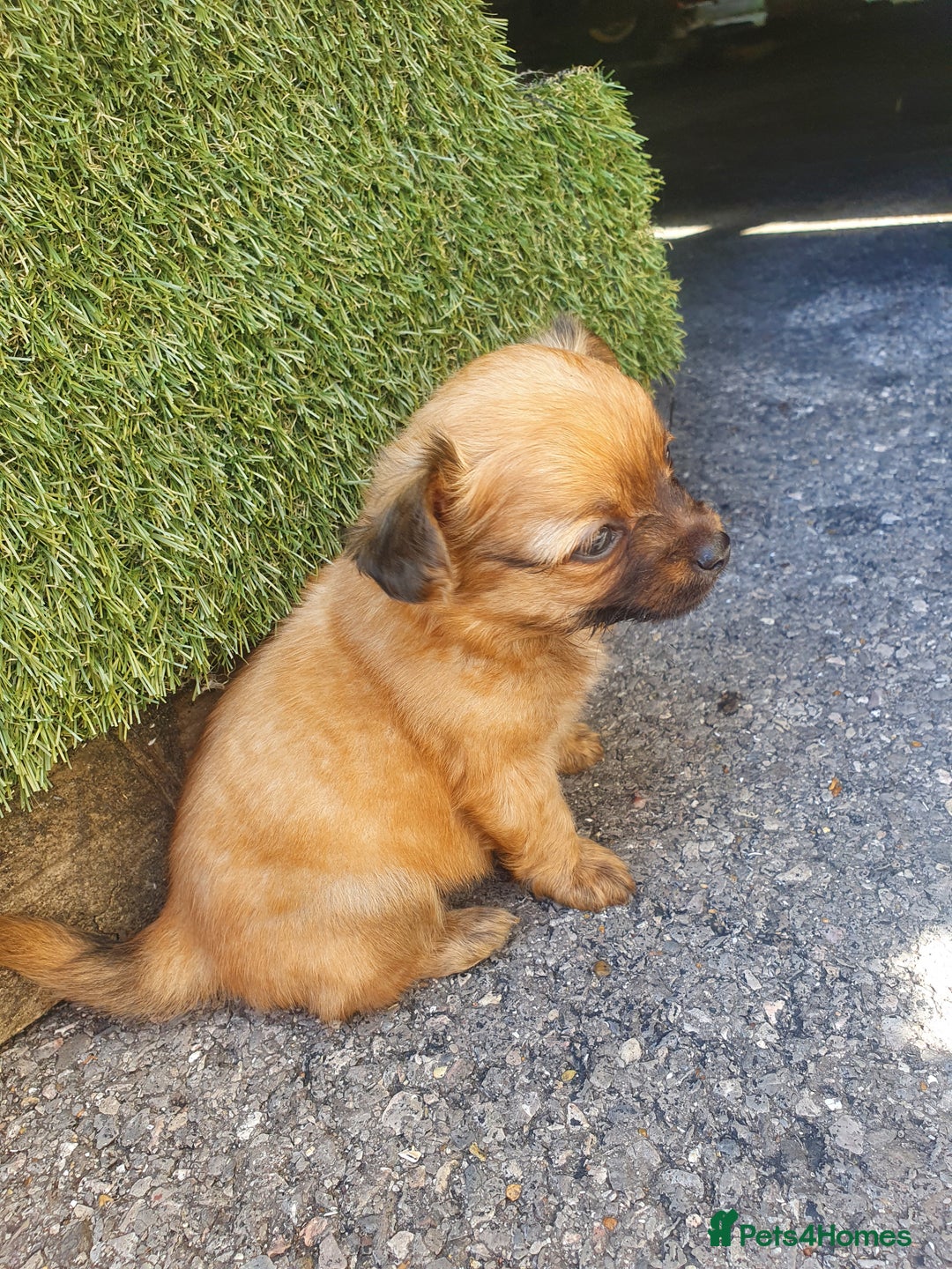 Chihuahua dogs for sale: Looking for a forever home - Image 3