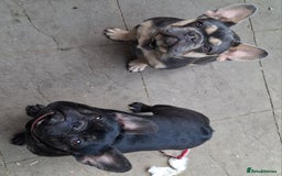 French Bulldog dogs for sale: Stunning kc reg French bulldog sisters  - Image 12