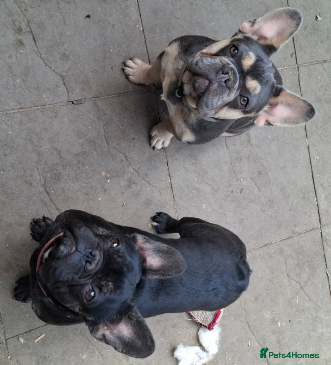 French Bulldog dogs for sale: Stunning kc reg French bulldog sisters  - Image 12