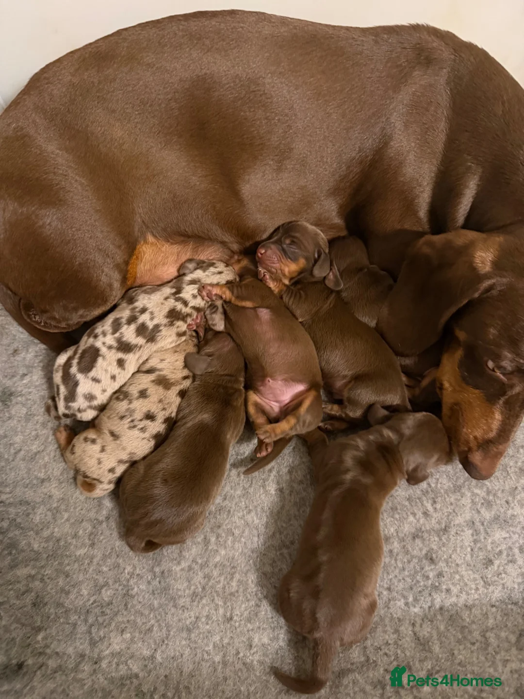 Miniature Dachshund dogs for sale: Short Haired miniature dachshund Puppy’s  - Advert 2