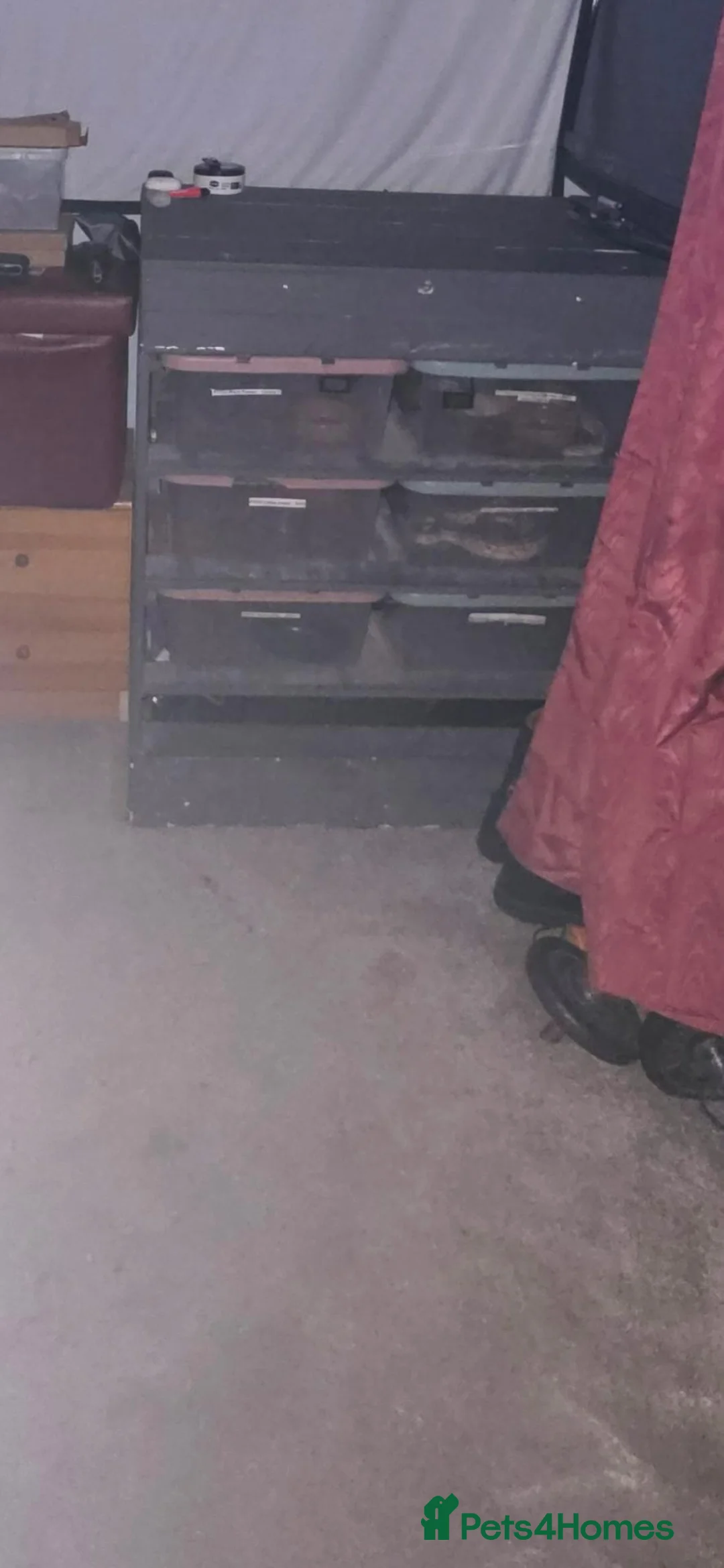 Python Snake reptiles for sale: Royal pythons and rack  in Burton-on-Trent - Advert 2