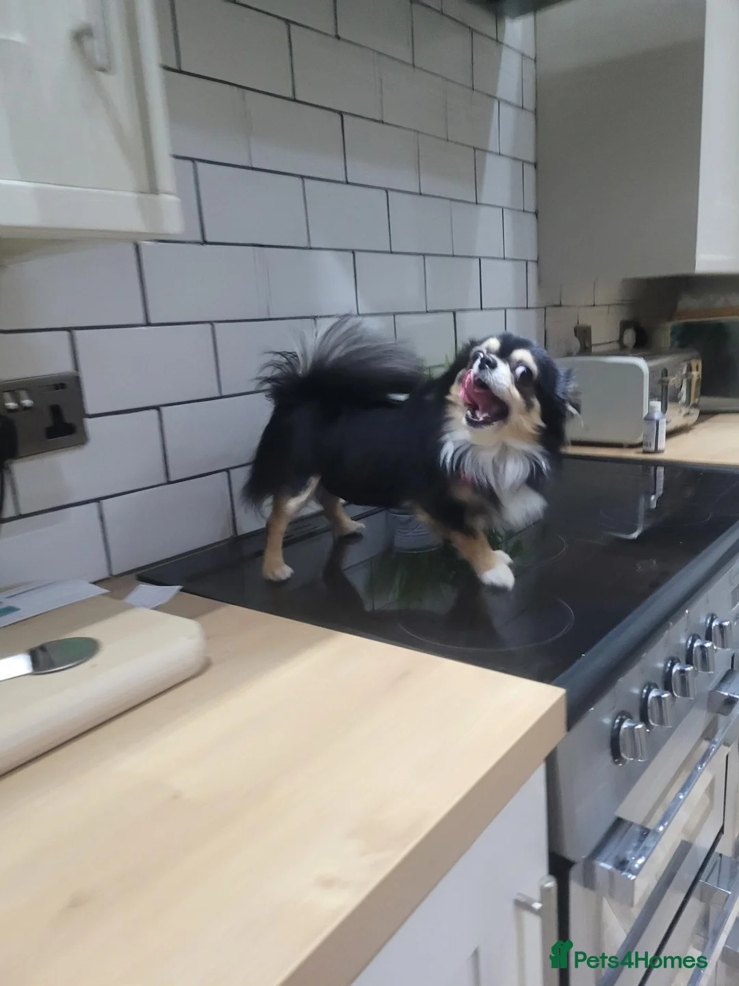 Chihuahua dogs for sale: Beautiful Tricolour Chihuahua Male – 2 Years Old in Tredegar - Advert 2