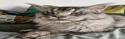 Maine Coon cats for sale: Exceptional red Maine Coon boys - Advert 8