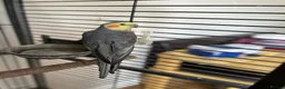 Cockatiels birds for sale: Friendly Cockatiel Looking for a Loving Home 🦜 in London - Advert 3