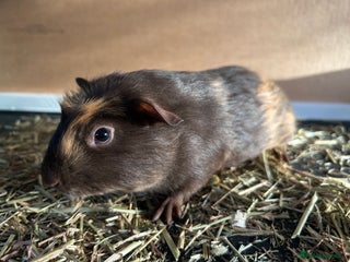 Guinea Pig rodents Guineapigs - Advert 1