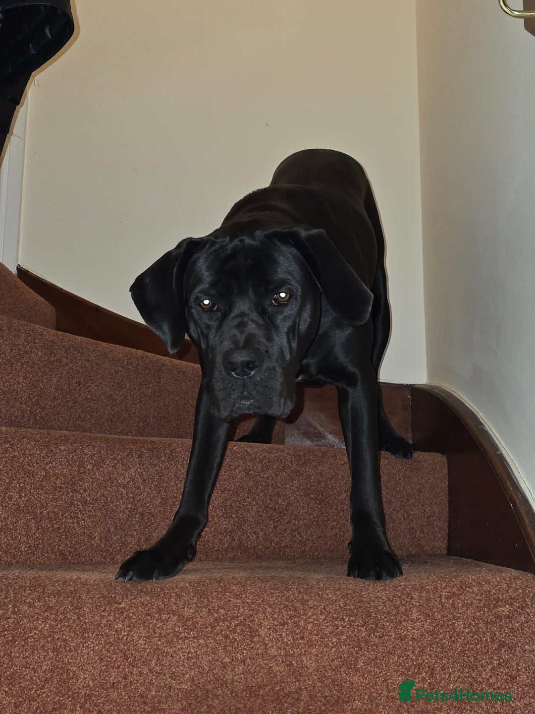 Cane Corso dogs for sale: Female Cane Corso, 16 months old - Image 6