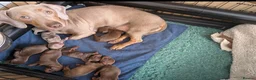 Miniature Dachshund dogs for sale: 5 beautiful pups  - Advert 13