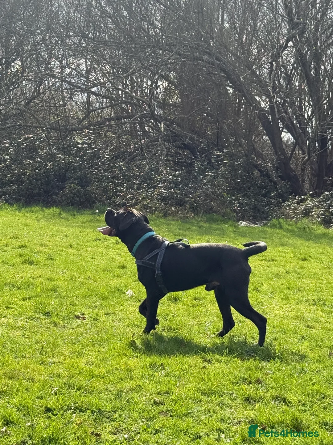 Cane Corso dogs for stud: Sirius - Handsome Cane Corso for stud - Advert 7