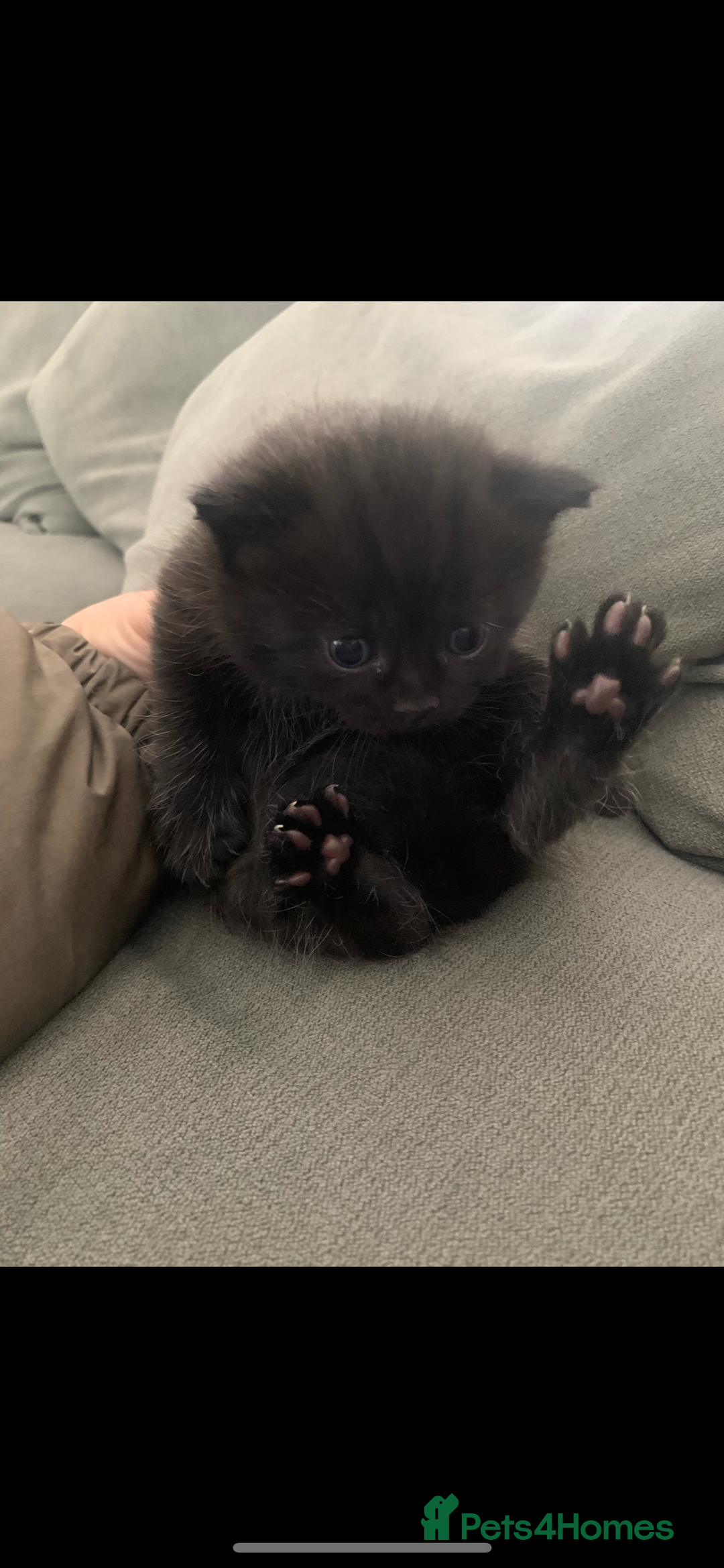 British Shorthair cats for sale: British short hair kittens  - Advert 5