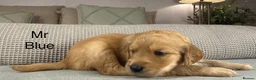 Goldendoodle dogs for sale: HEREDITARY HEALTH TESTED MUM. DNA TESTED DAD - Advert 16