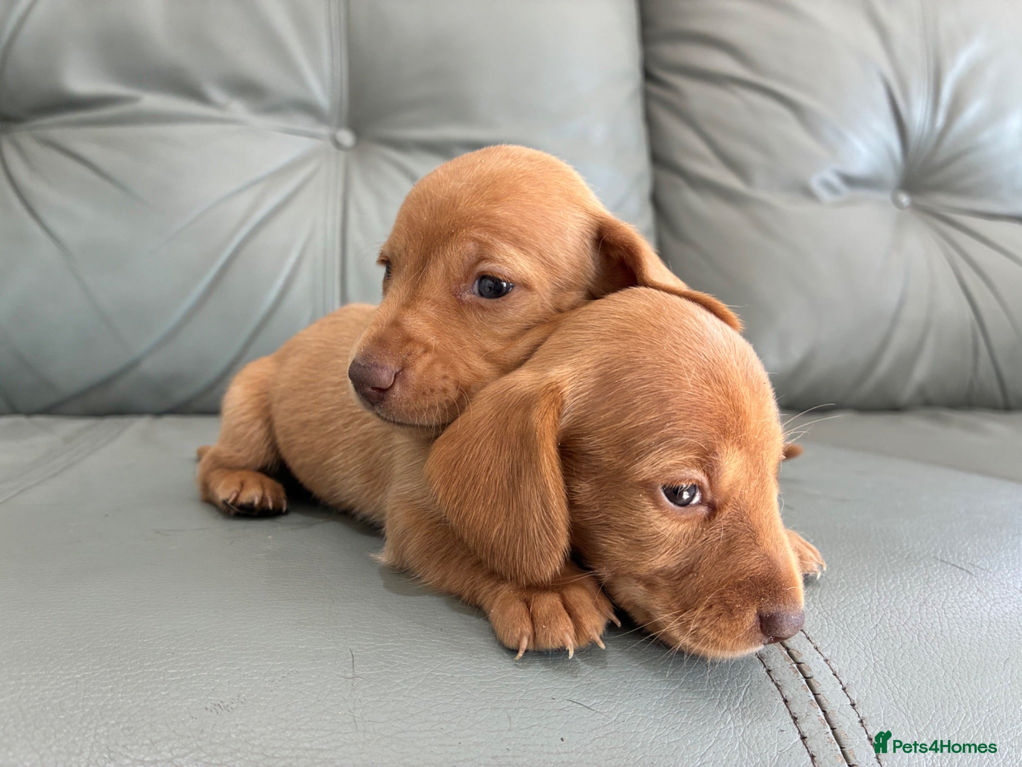 Miniature Dachshund dogs 🏆💙💖 KC REG 5 STAR BREEDER💙💖🏆CREAM - Advert 14