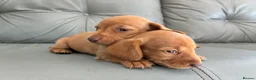 Miniature Dachshund dogs for sale: 🏆💙💖 KC REG 5 STAR BREEDER💙💖🏆CREAM - Advert 18