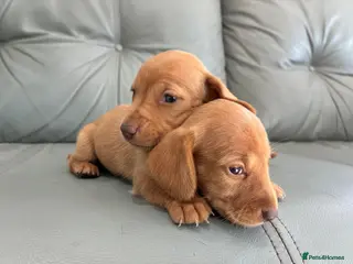 Miniature Dachshund dogs 🏆💙💖 KC REG 5 STAR BREEDER💙💖🏆CREAM - Advert 14