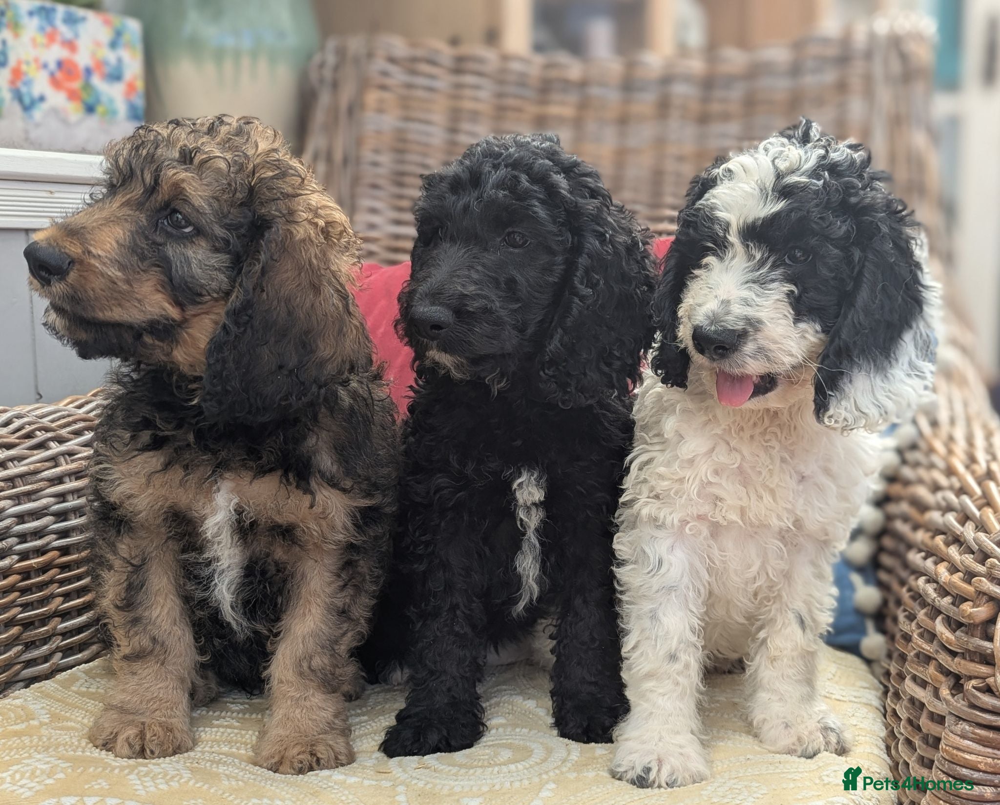 Cockapoo dogs F1 Standard Cockapoo Puppies  - Advert 1