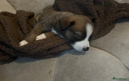 Mixed Breed dogs for sale: Lurcher x German Shepard puppies forsale - Image 6