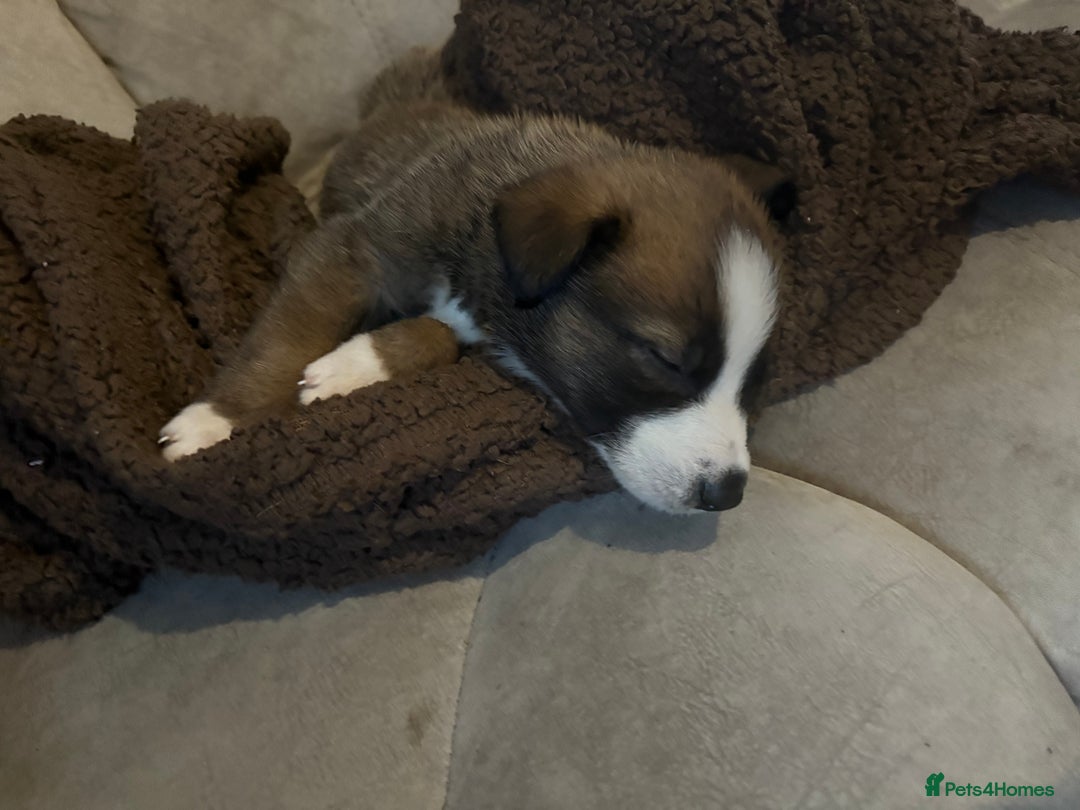 Mixed Breed dogs for sale: Lurcher x German Shepard puppies forsale - Image 6