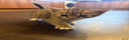 Mixed Breed cats for sale: Lovely Kittens for Sale in Trimdon Station - Advert 8