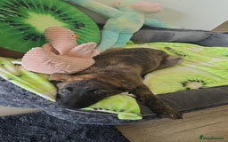 Mixed Breed dogs for sale: Kiwi German/lurcher - Advert 5