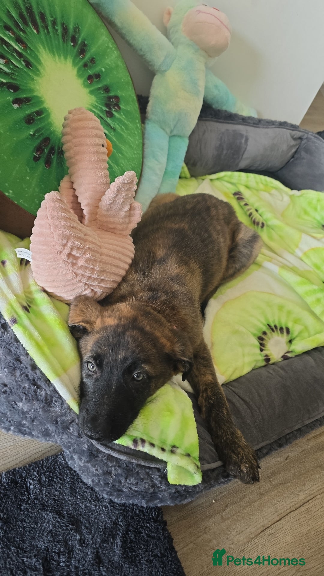 Mixed Breed dogs for sale: Kiwi German/lurcher - Advert 5