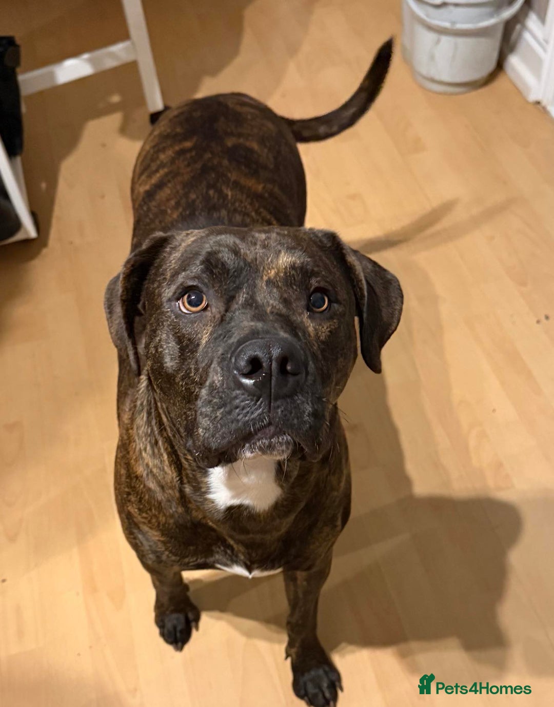 Cane Corso dogs for sale: 2 year old cane coso  - Advert 2