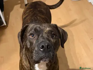 Cane Corso dogs 2 year old cane corso - Advert 6