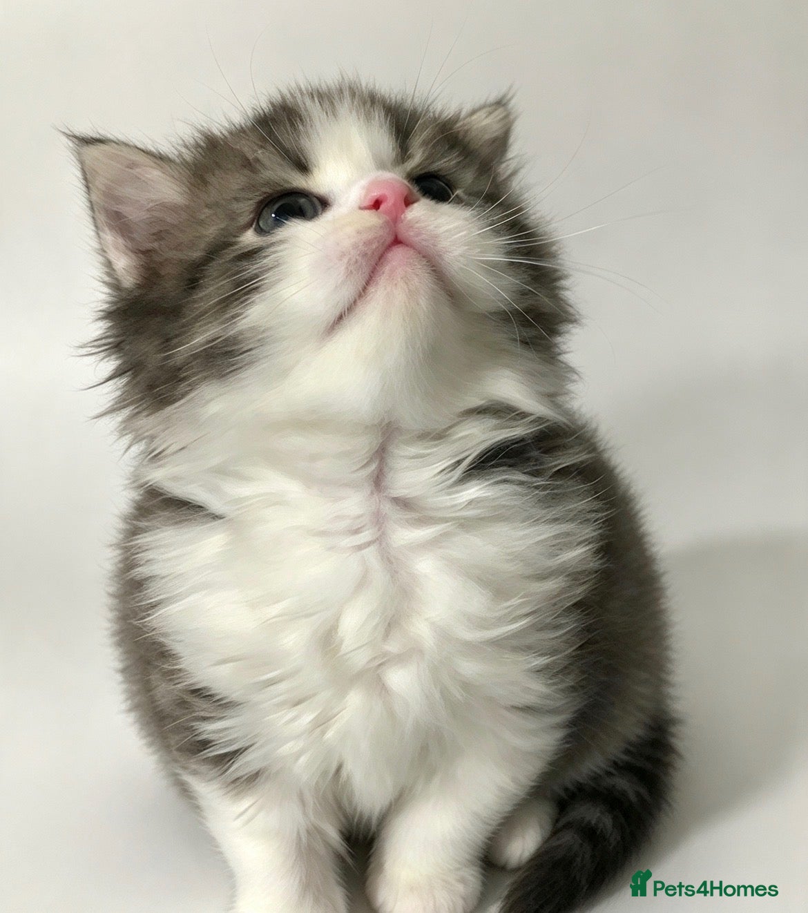 Persian cats Stunning pure Persian babies - Advert 1