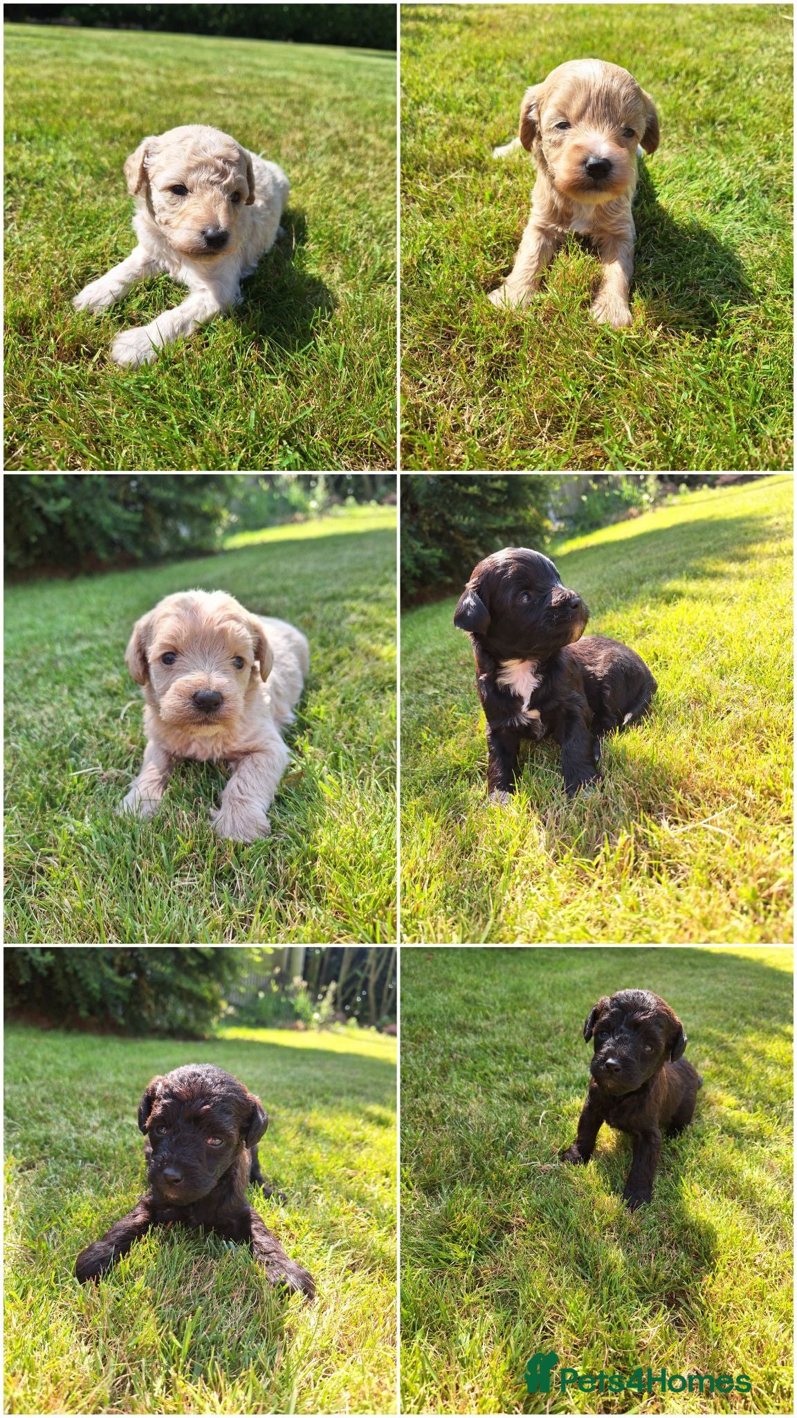 Mixed Breed dogs Border poodle puppies  - Advert 9