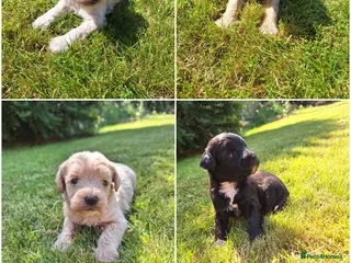 Mixed Breed dogs Border poodle puppies - Advert 3