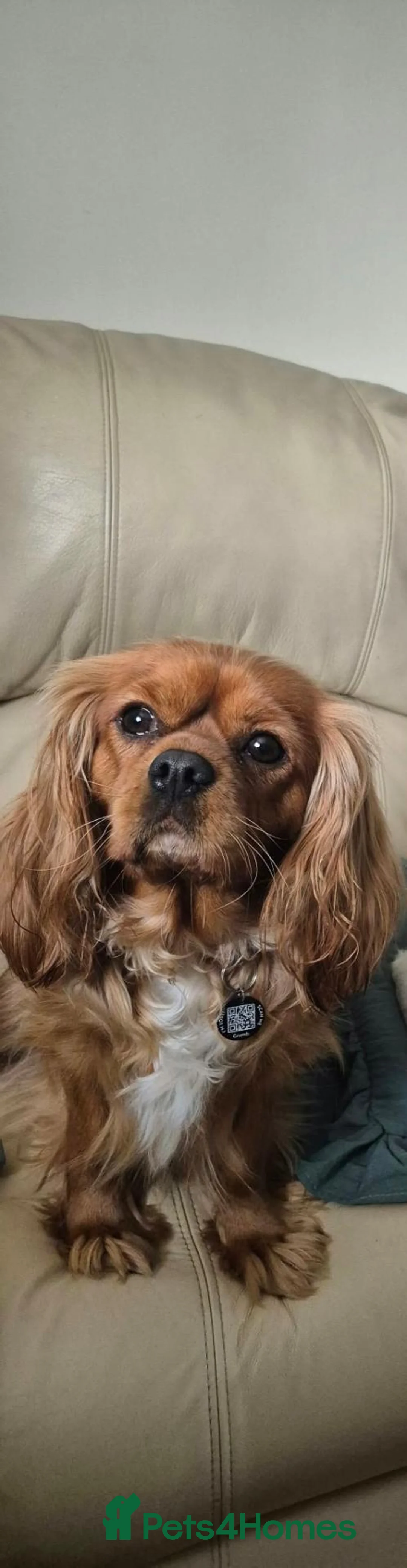 Cavalier King Charles Spaniel dogs for sale: Male Puppy for sale - Advert 2