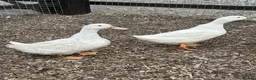 Ducks poultry for sale: Ducklings and Ducks in a range of breeds  - Advert 3