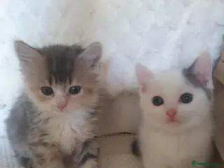 Mixed Breed cats 10 beautiful cuddly kittens - Advert 1