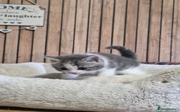 Mixed Breed cats for sale: Stunning Kittens - Image 6