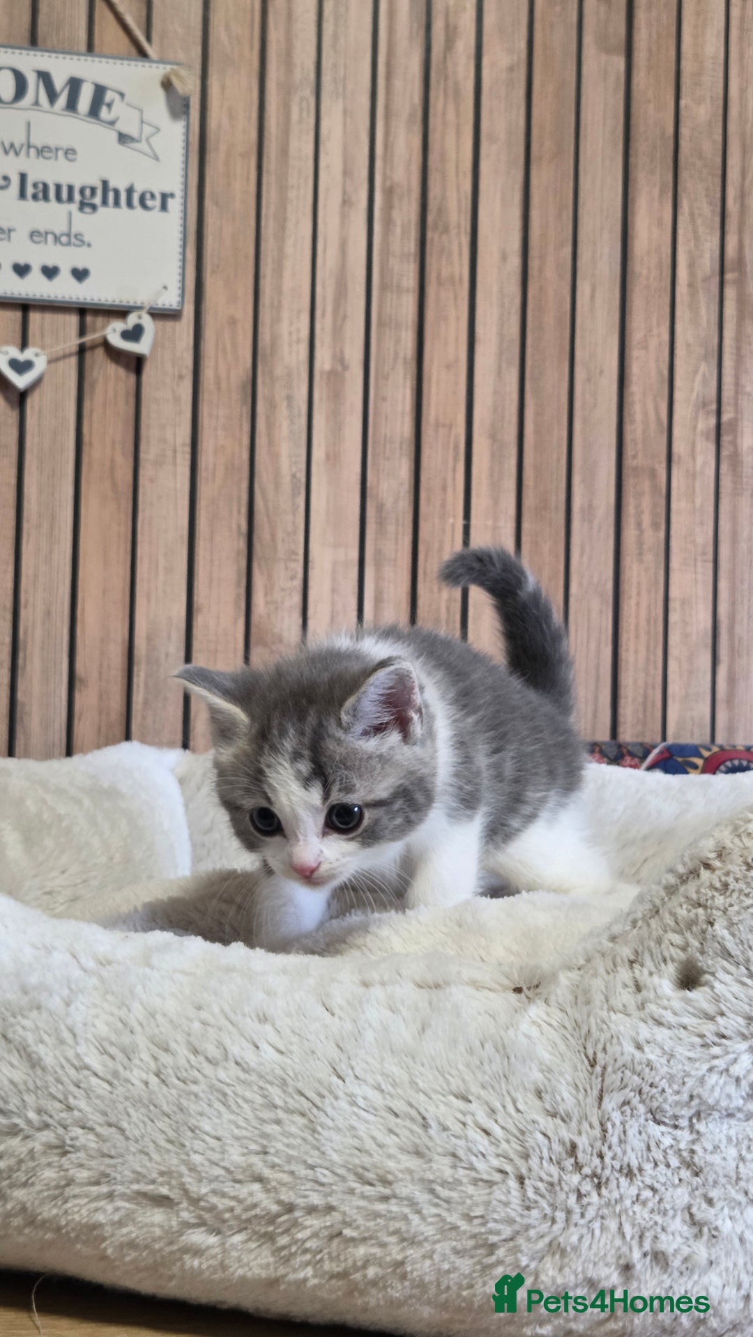 Mixed Breed cats for sale: Stunning Kittens - Image 6