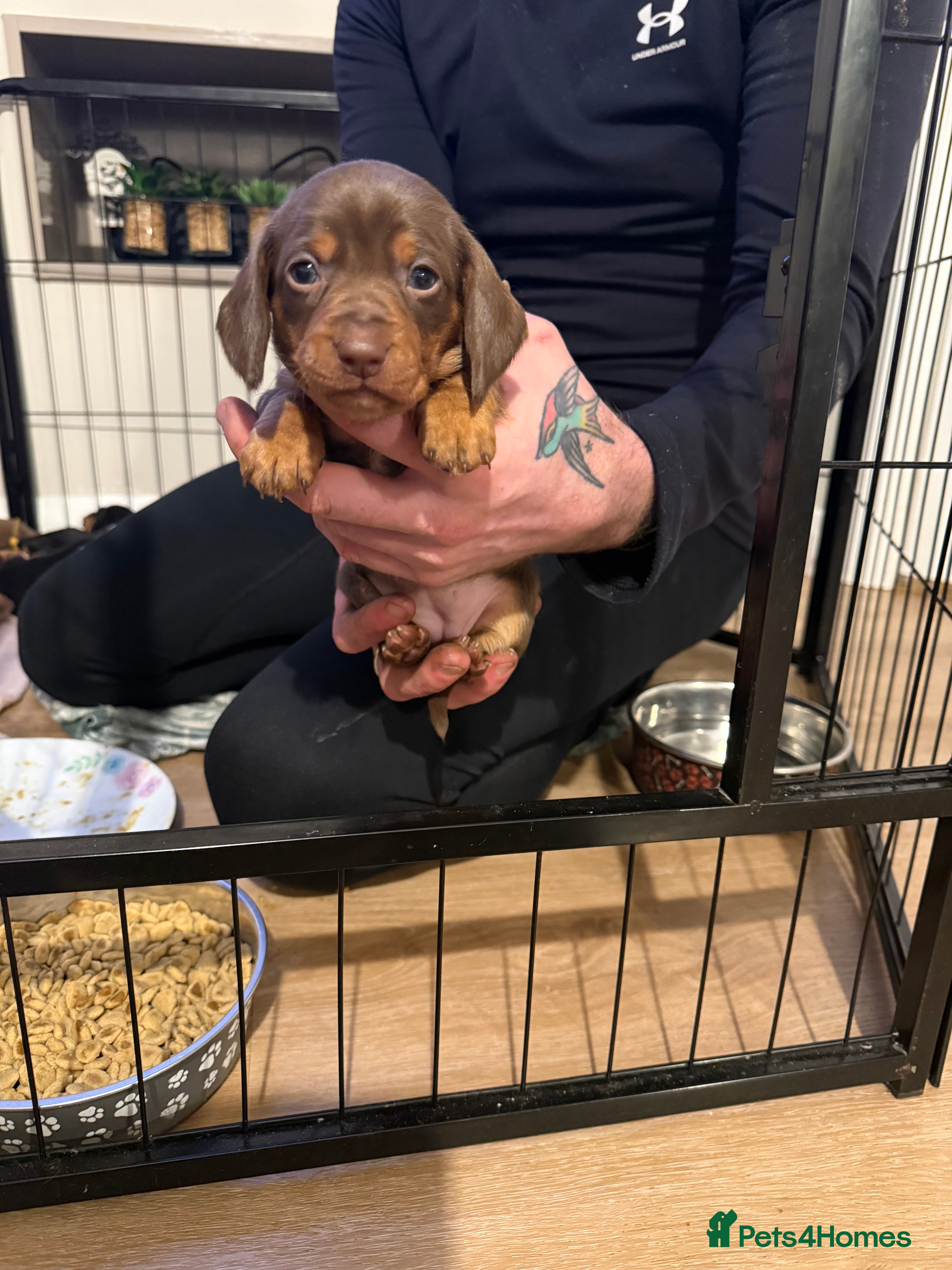 Miniature Dachshund dogs Miniature Dachshund puppies  - Advert 2