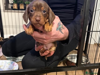 Miniature Dachshund dogs Miniature Dachshund puppies - Advert 2