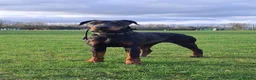 Dobermann dogs for sale: Adult doberman girl - Advert 3