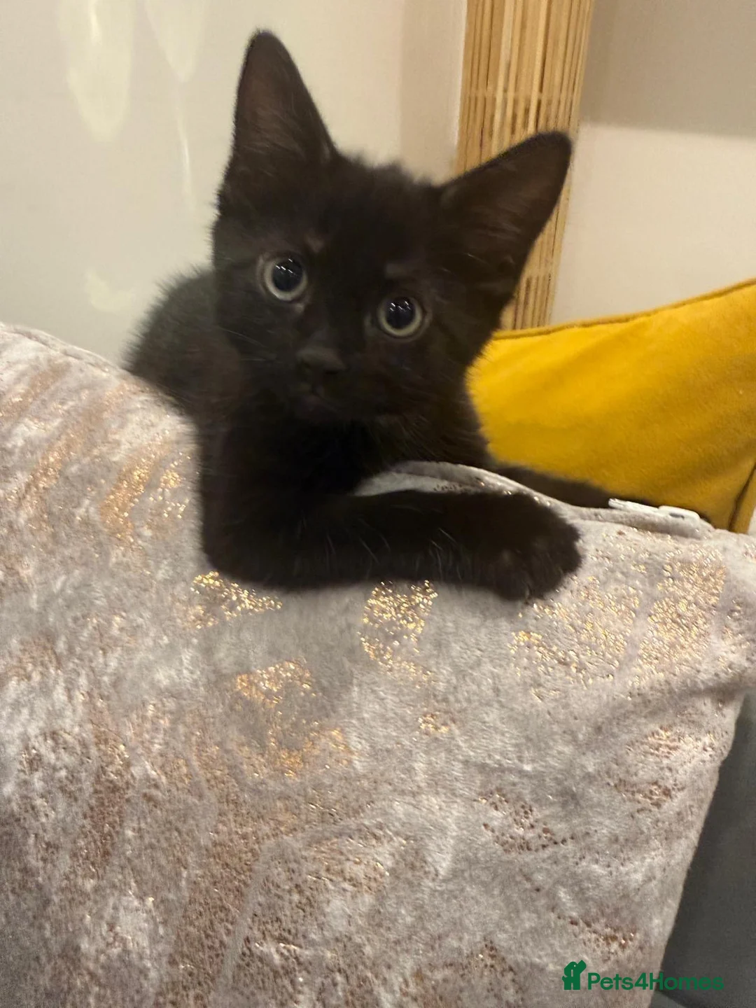 Mixed Breed cats for sale: 3 beautiful kittens very to be rehomed! in London - Advert 5