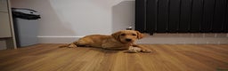 Labrador Retriever dogs for sale: Stunning KC Fox Red & Yellow Labrador Puppies - Advert 21